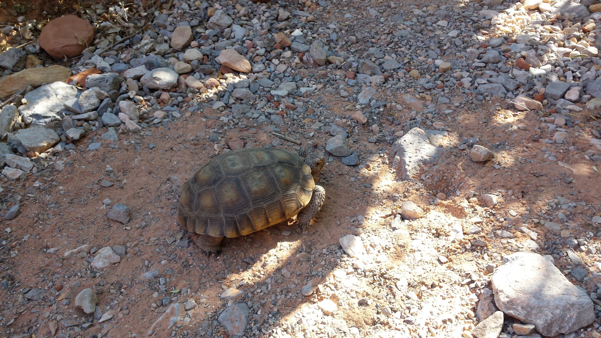 Desert Tortoise 1