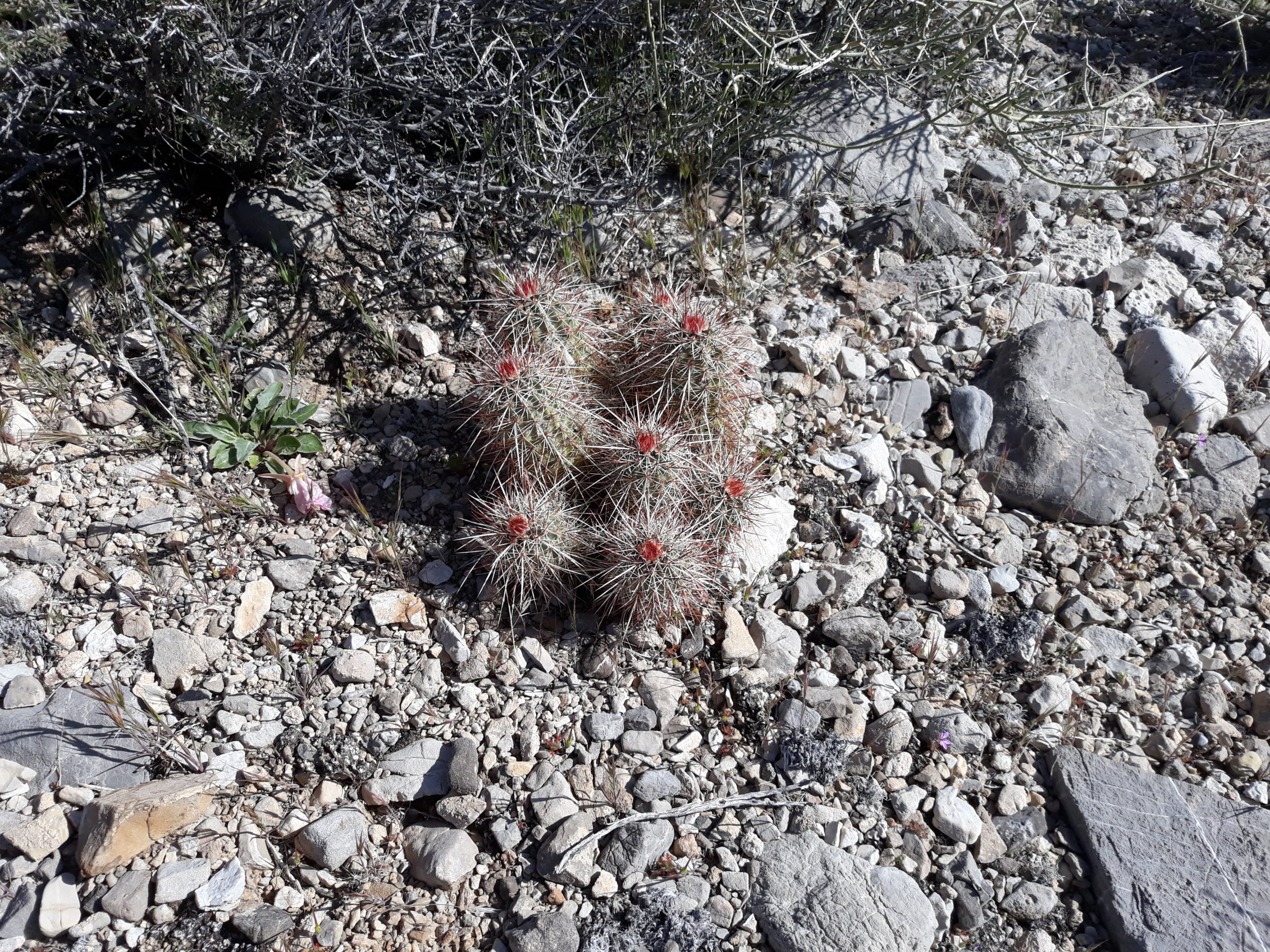 Hedghog Cactus